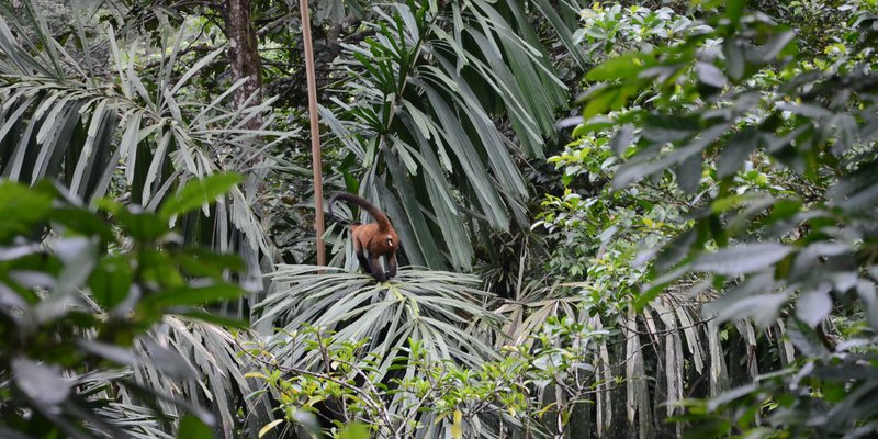 Panama and Costa Rica