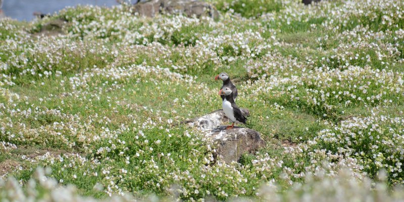 Photo placeholder for Isle of May National Nature Reserve