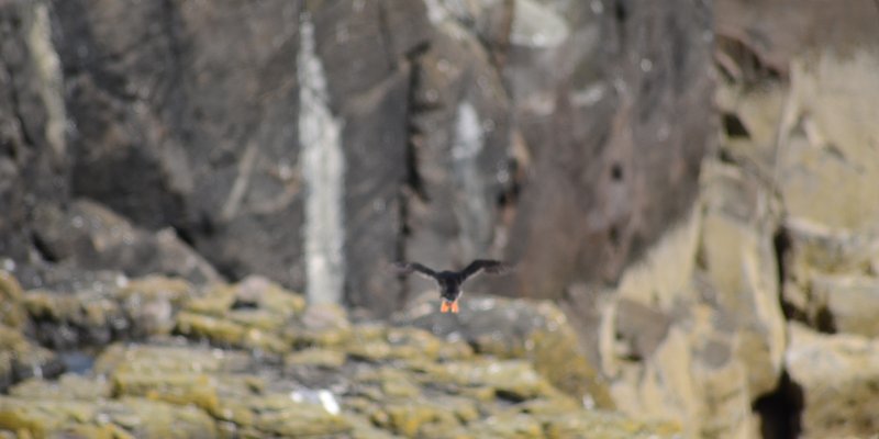 Photo placeholder for puffin colonies