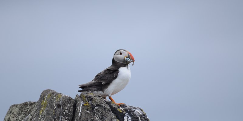 Photo placeholder for boat trip from Anstruther