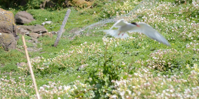Photo placeholder for seabird cliffs