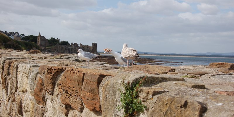 Photo placeholder for St Andrews Cathedral