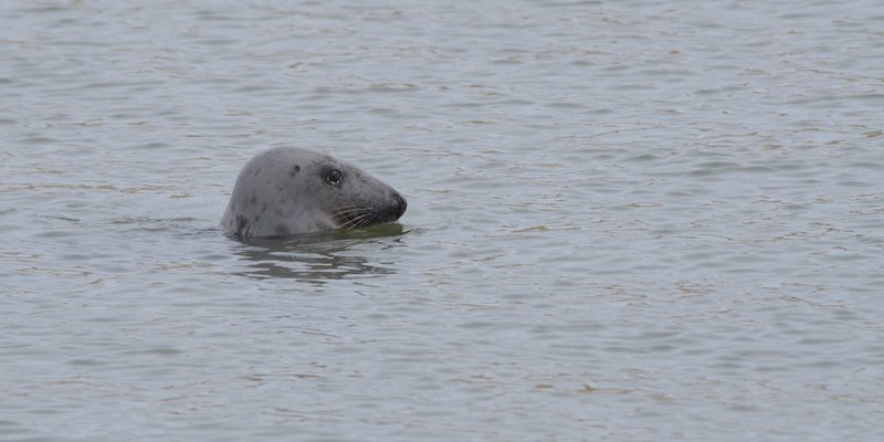 Seals on the Aberdeen Coast